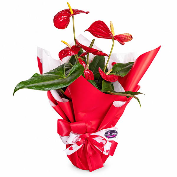 Buqu� de Rosas